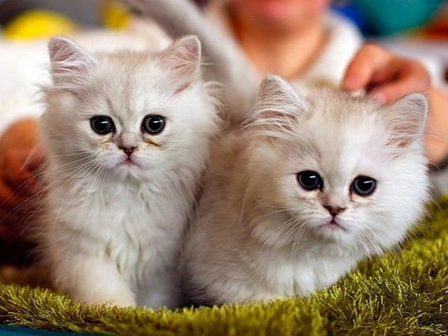 Породы кошек в Пугачеве | ЗооТом портал о животных