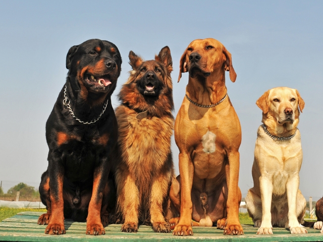 Крупные породы собак в Пугачеве | ЗооТом портал о животных